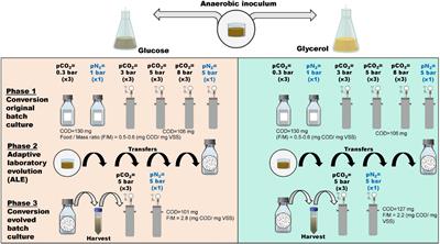 Directional Selection of Microbial Community Reduces Propionate Accumulation in Glycerol and Glucose Anaerobic Bioconversion Under Elevated pCO2